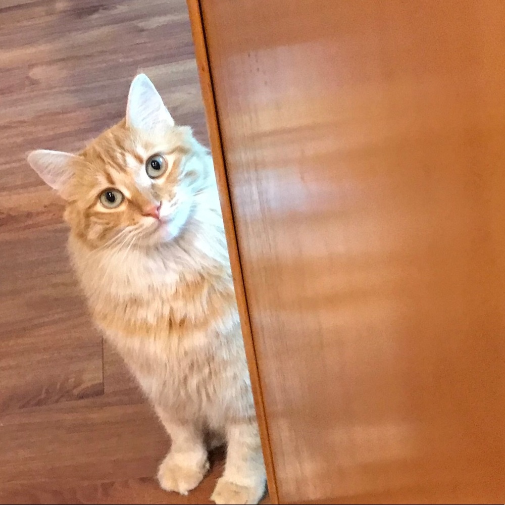 Meet your Posher, Mj